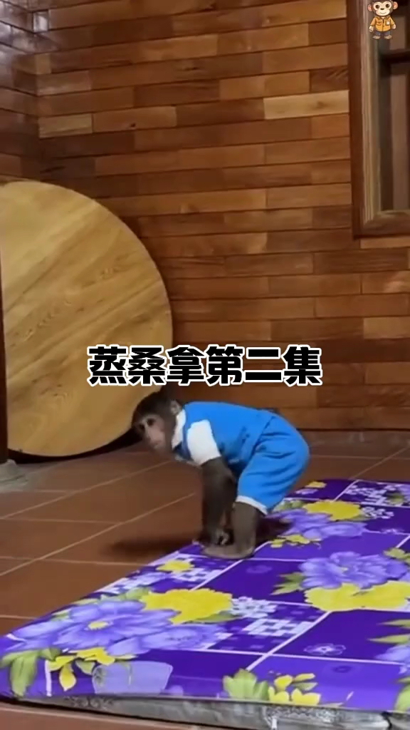 小猴子蒸桑拿(第二集)