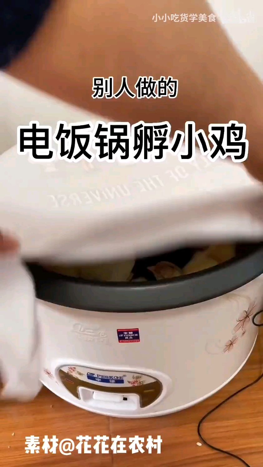 电饭锅孵化小鸡 嘻嘻