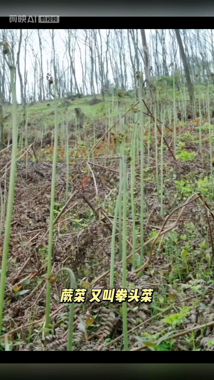【云南山野の春日限定|一口蕨菜咬住整个春天!】
