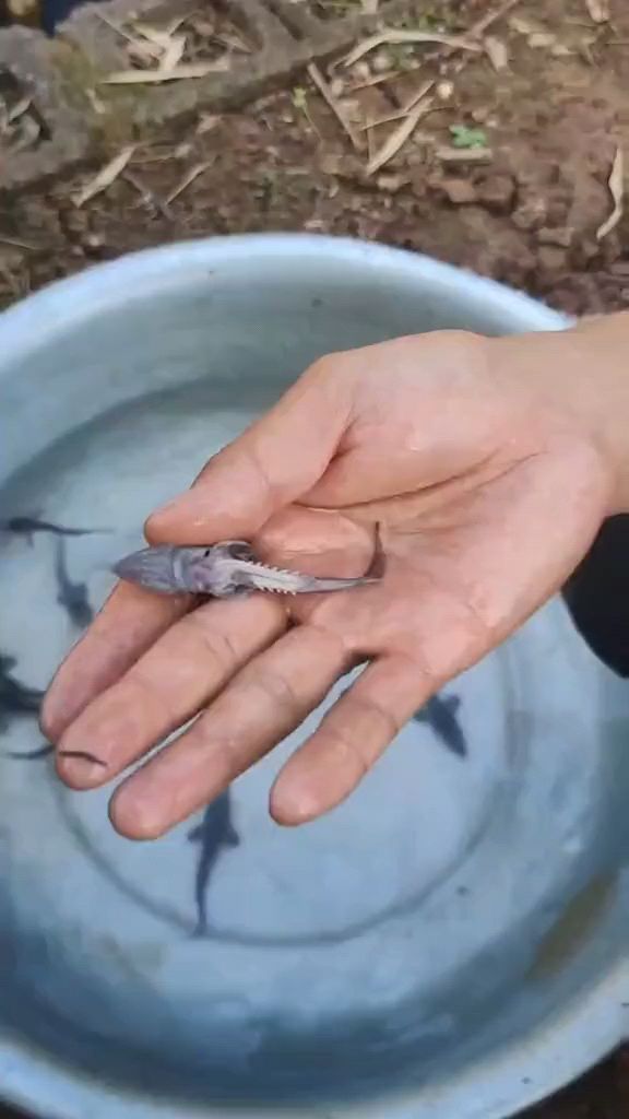 第一次网购鱼苗,鲟龙鱼