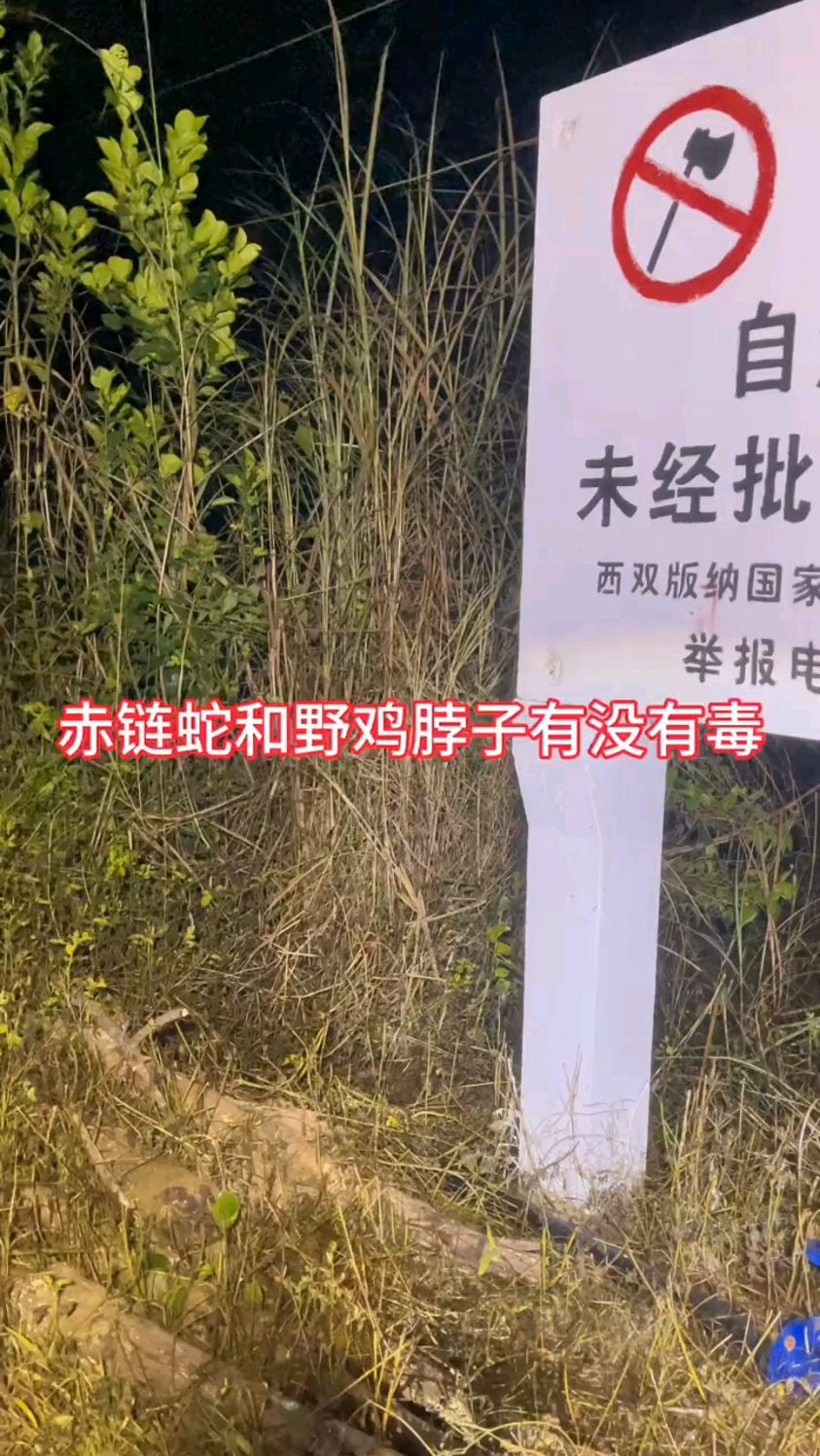 毒性争议很大的两种蛇