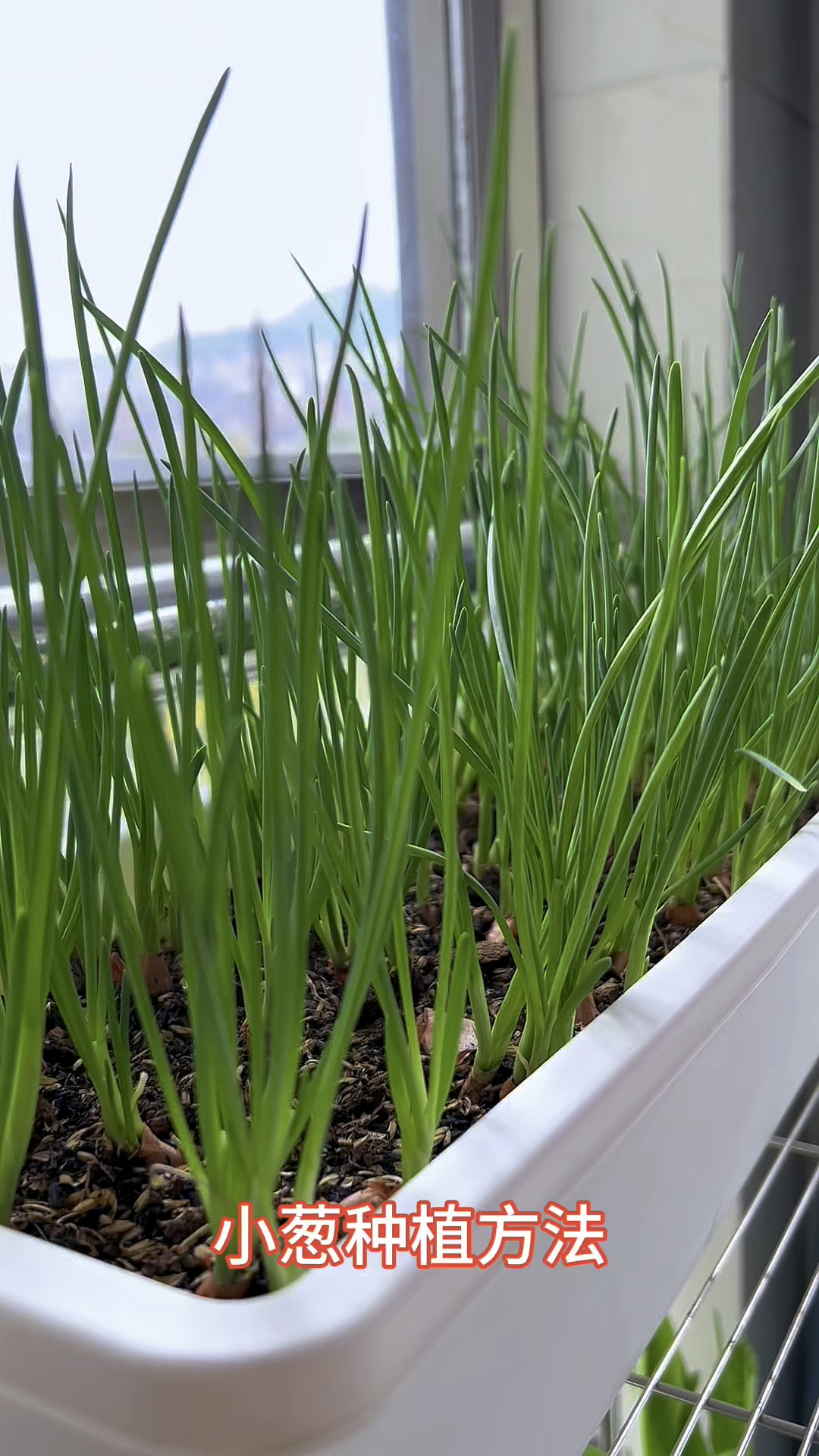 阳台盆栽小葱种植方法