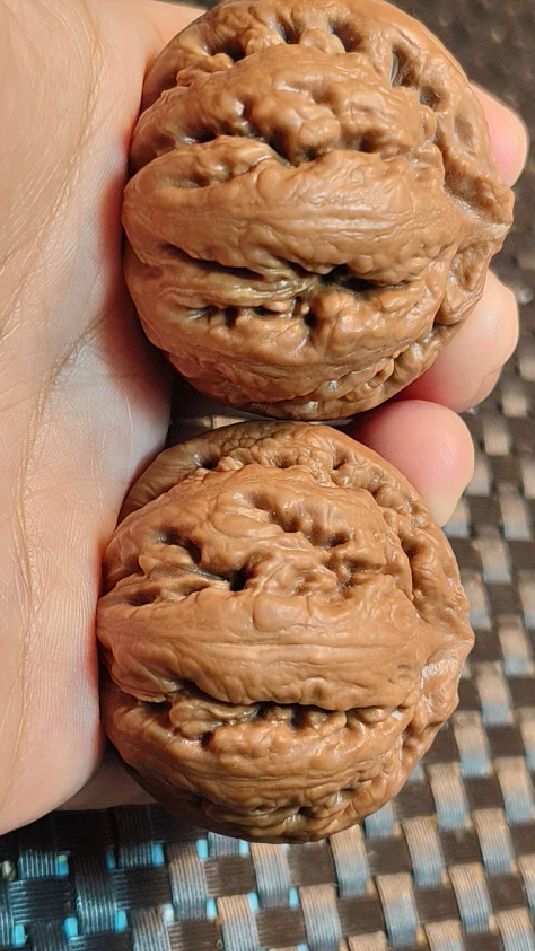 巅峰品相的粗筋霸王龙