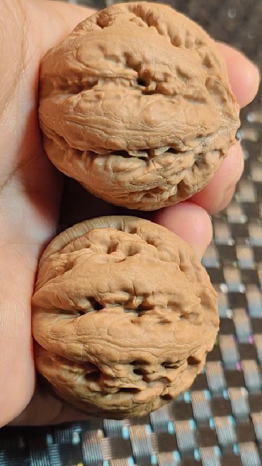 袖珍小狠货粗筋霸王龙