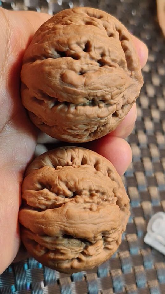 霸道霸气的粗筋霸王龙