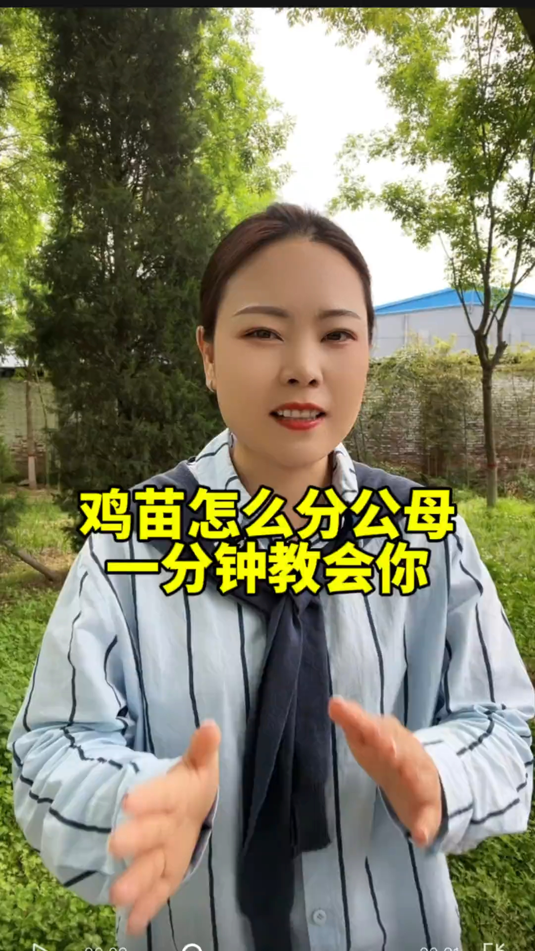 鸡苗怎么分公母一找教会你