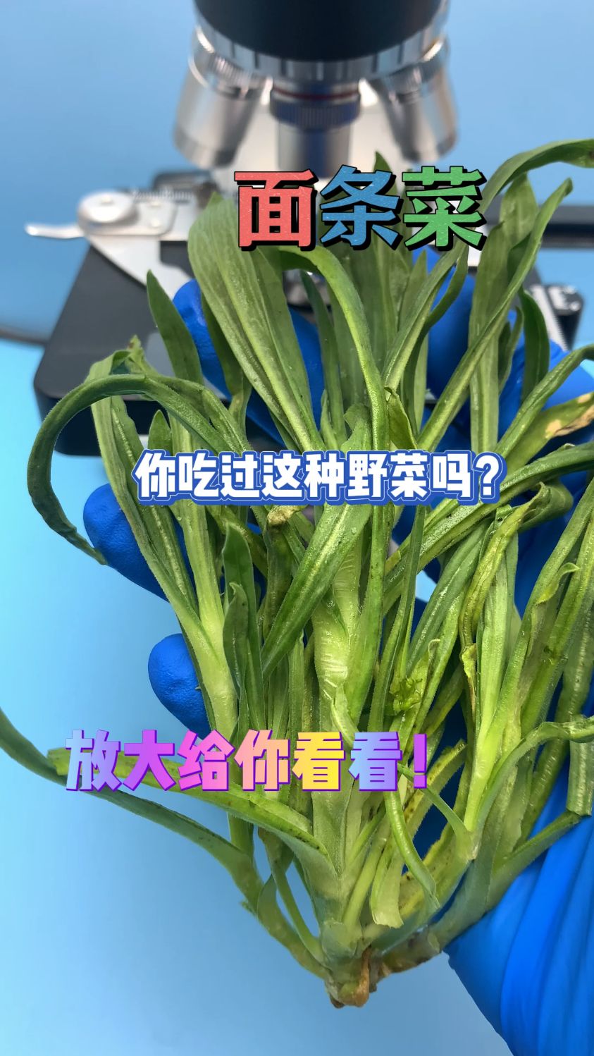 面条菜你吃过吗,这种野菜有什么好处,什么人不适合吃呢