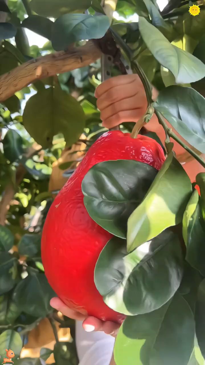 泰国暹罗红柚,从泰国引进的新品种,成熟后像挂在树上的红灯笼