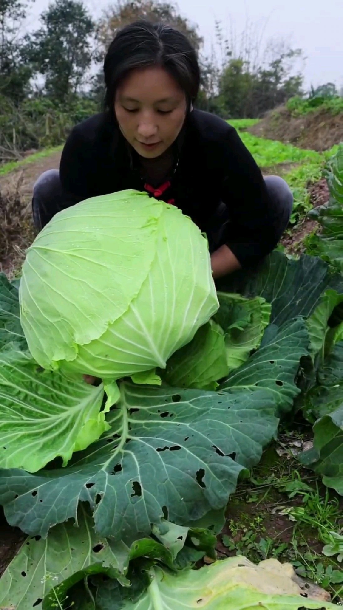 本地老品种白菜,个头大口感也好,霜打之后更嫩更甜。