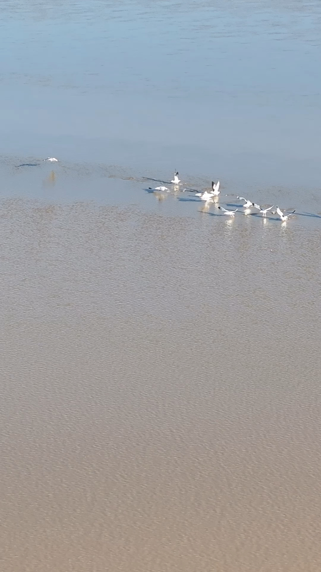 航拍济南黄河冬日风景,天鹅在河面上方自由飞翔
