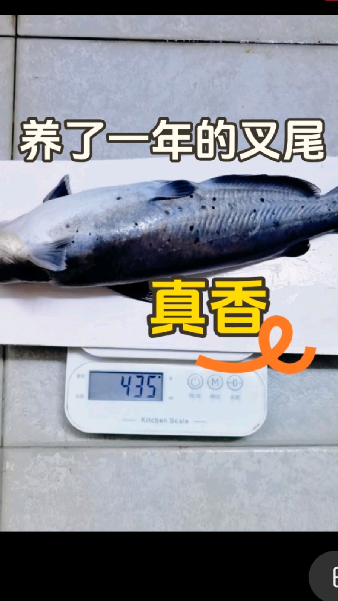 养了一年的叉尾鱼因搬鱼缸狗带,无奈含泪干饭,真香