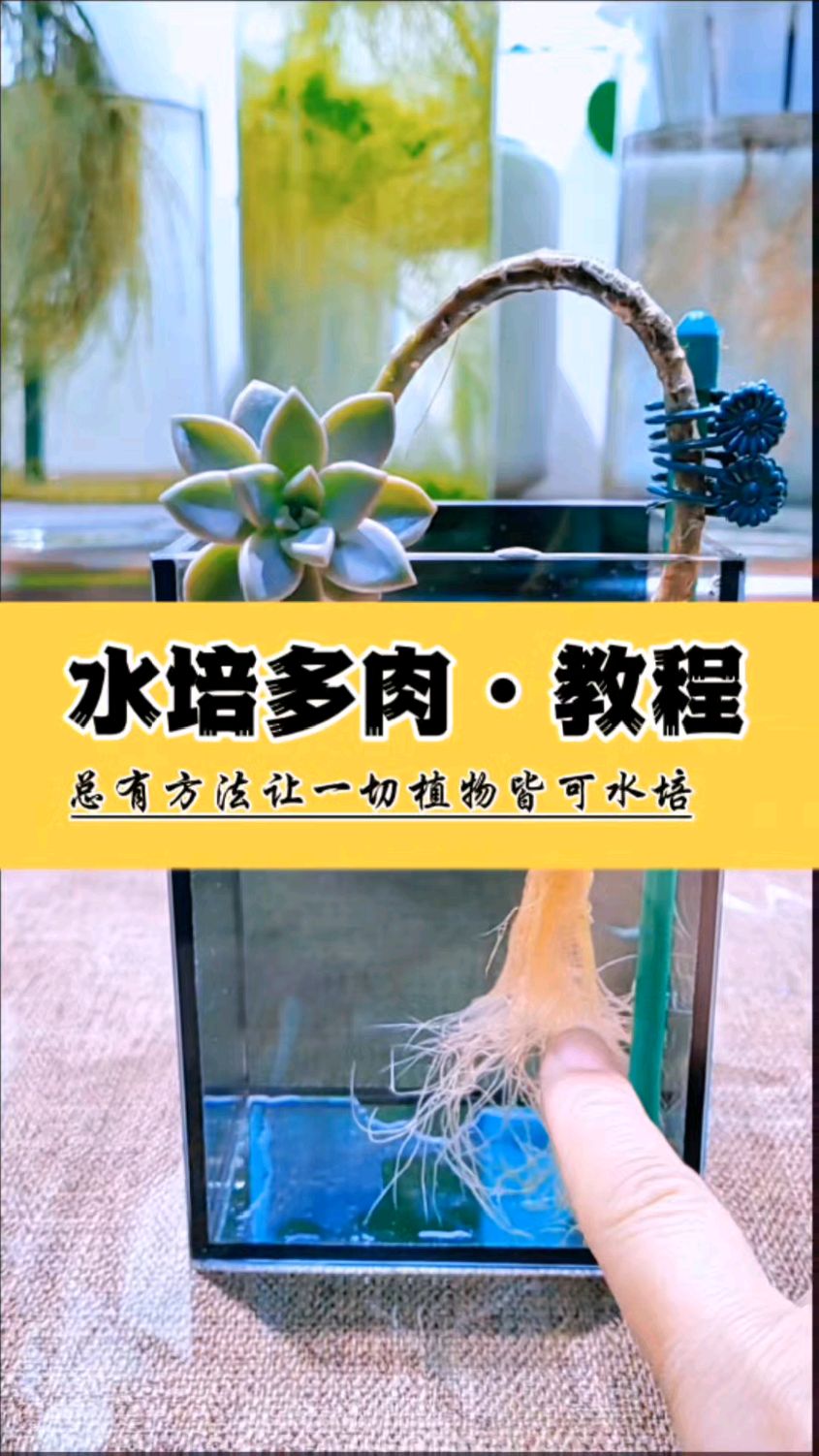 水培多肉方法知识教程,应选小老桩品种较为合适,水培多肉易徒长