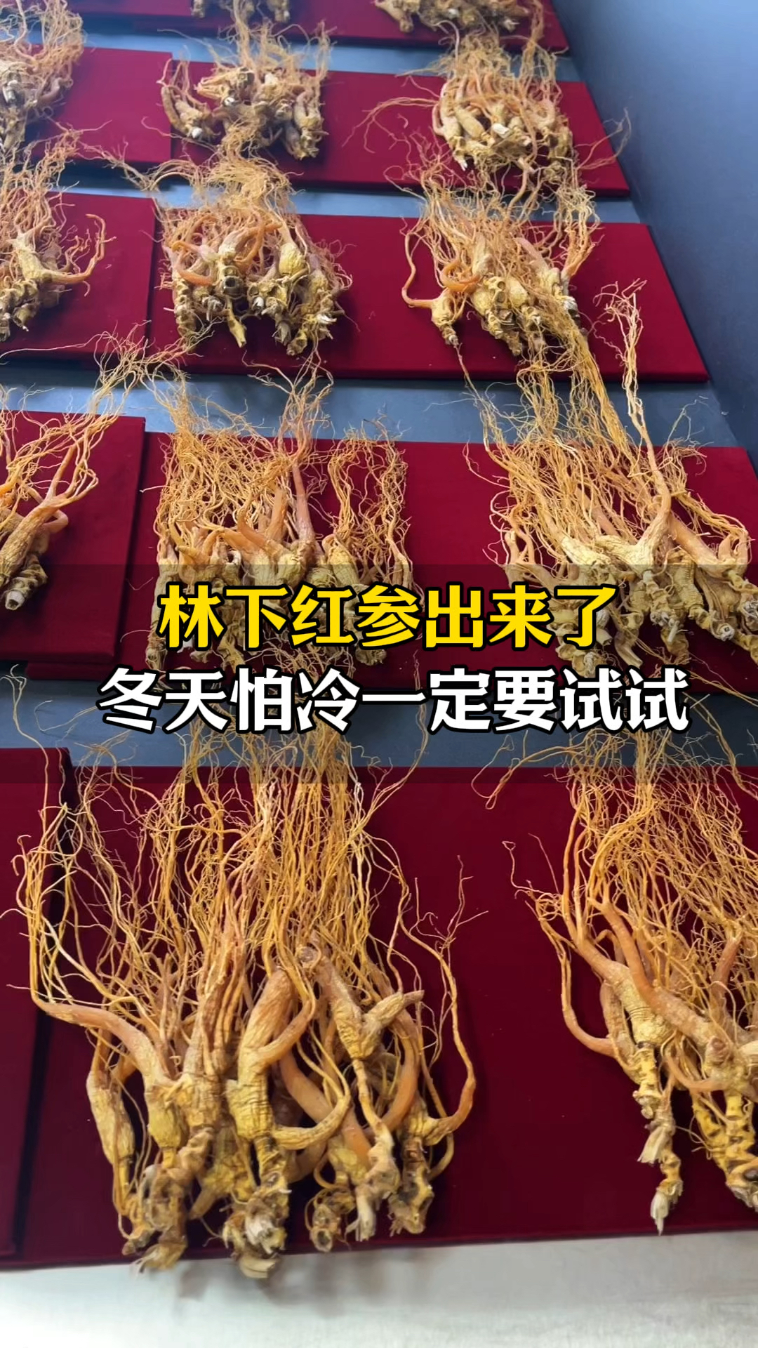 林下红参出来了,冬天怕冷一定要试试