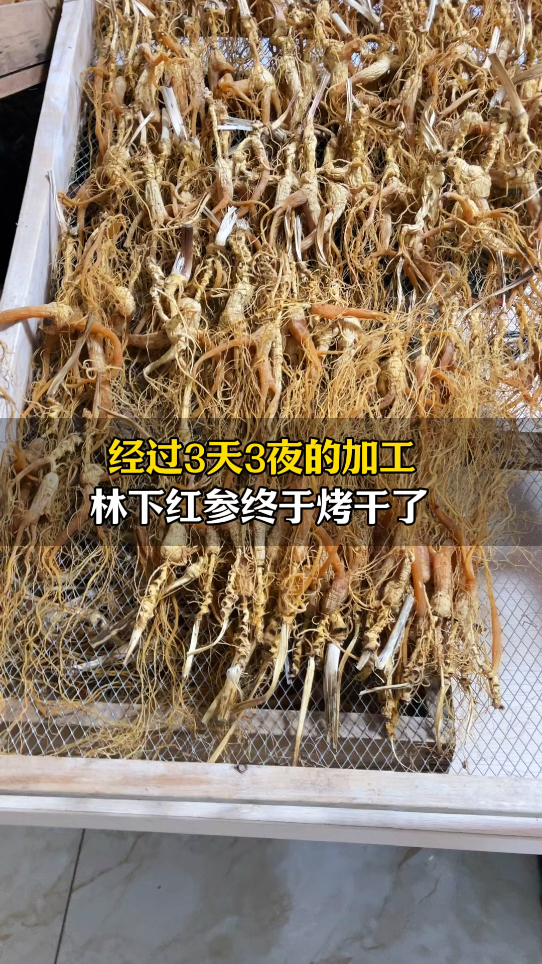 经过3天3夜的加工,林下红参终于烤干了