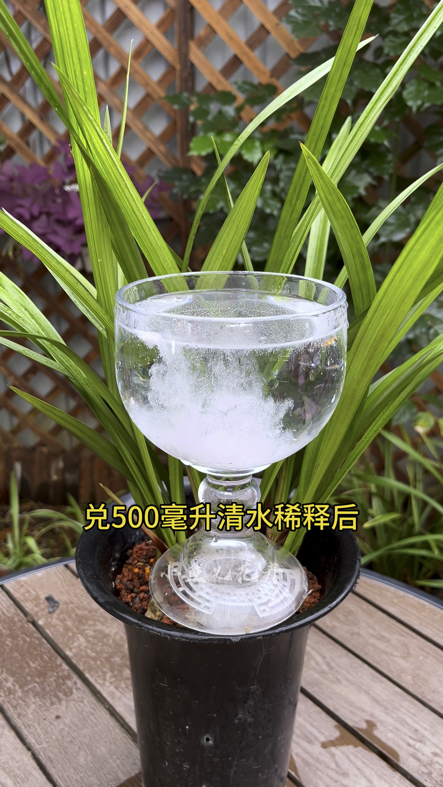 兰花出现焦尖斑点后,光剪掉是没有用的,还要多做这一步