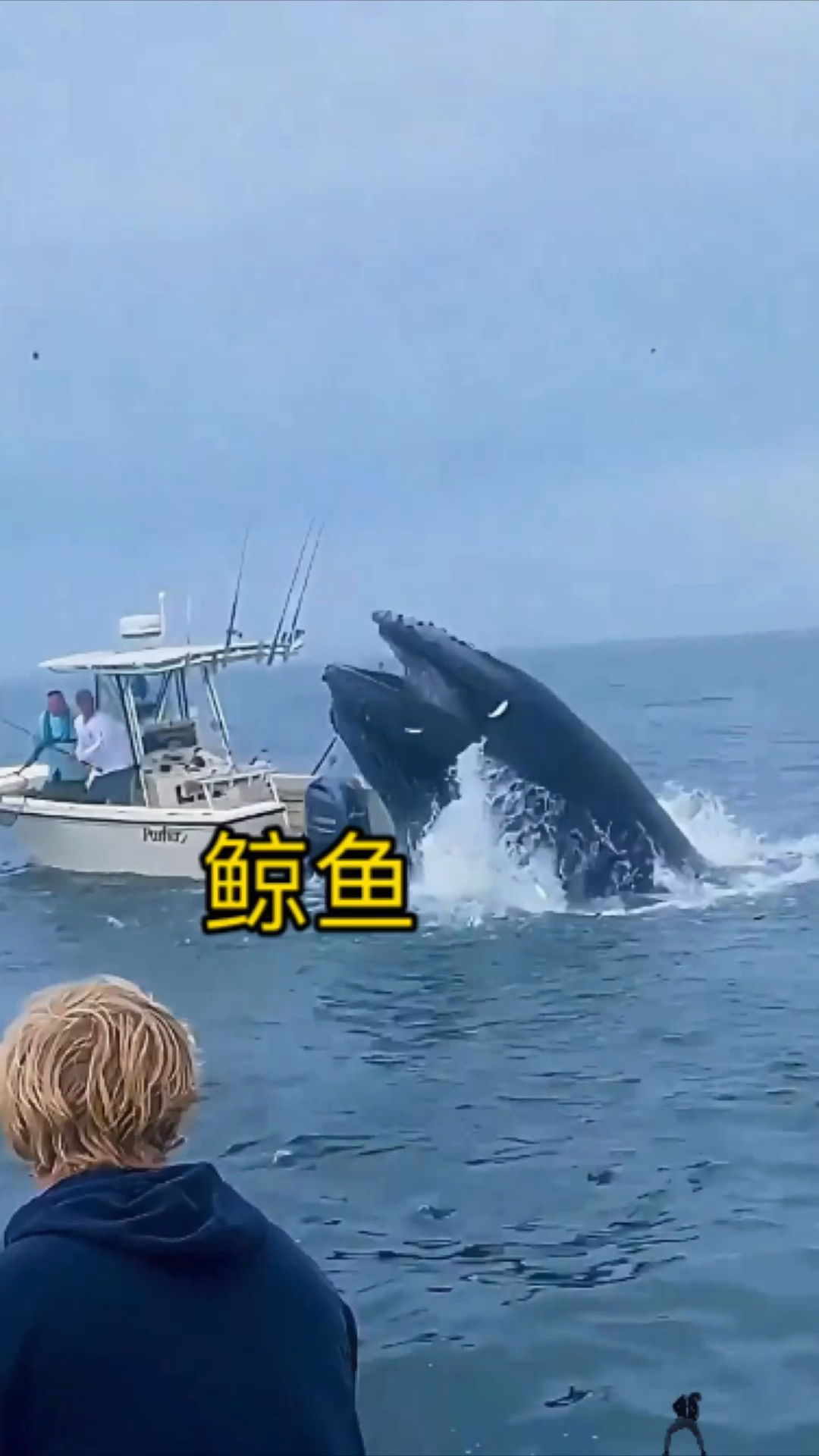 鲸鱼为什么要跃出水面呢?因为身上很痒