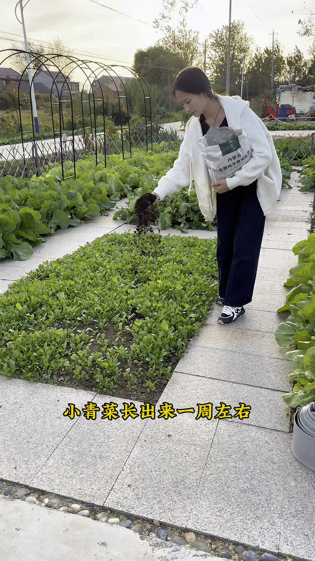秋天家里种菜不生长咋办?我的小青菜正在努力生长呢