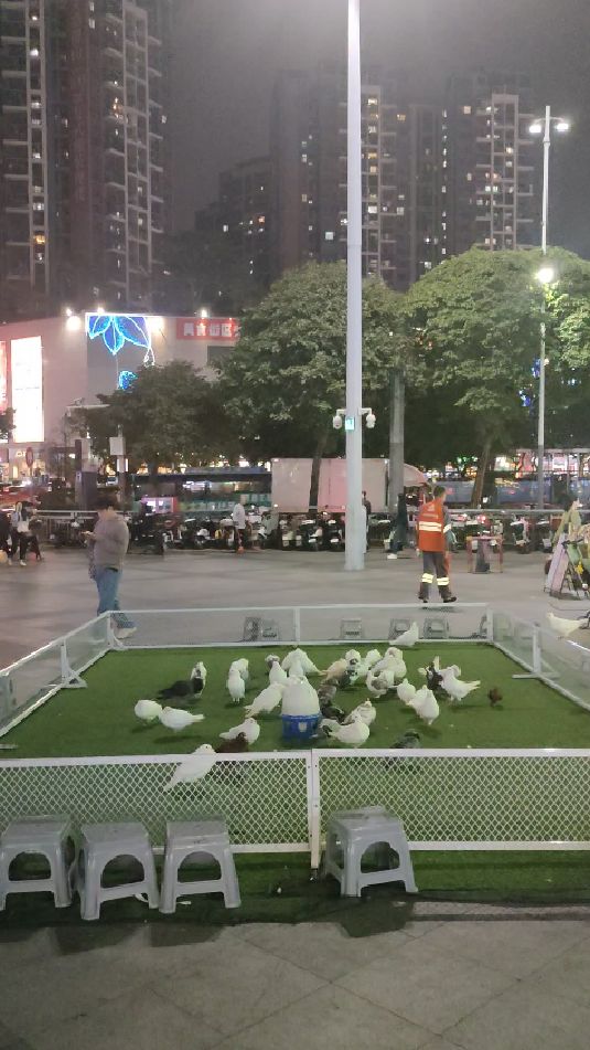 天气冷了,生意不好,抓只鸽子回去煲汤