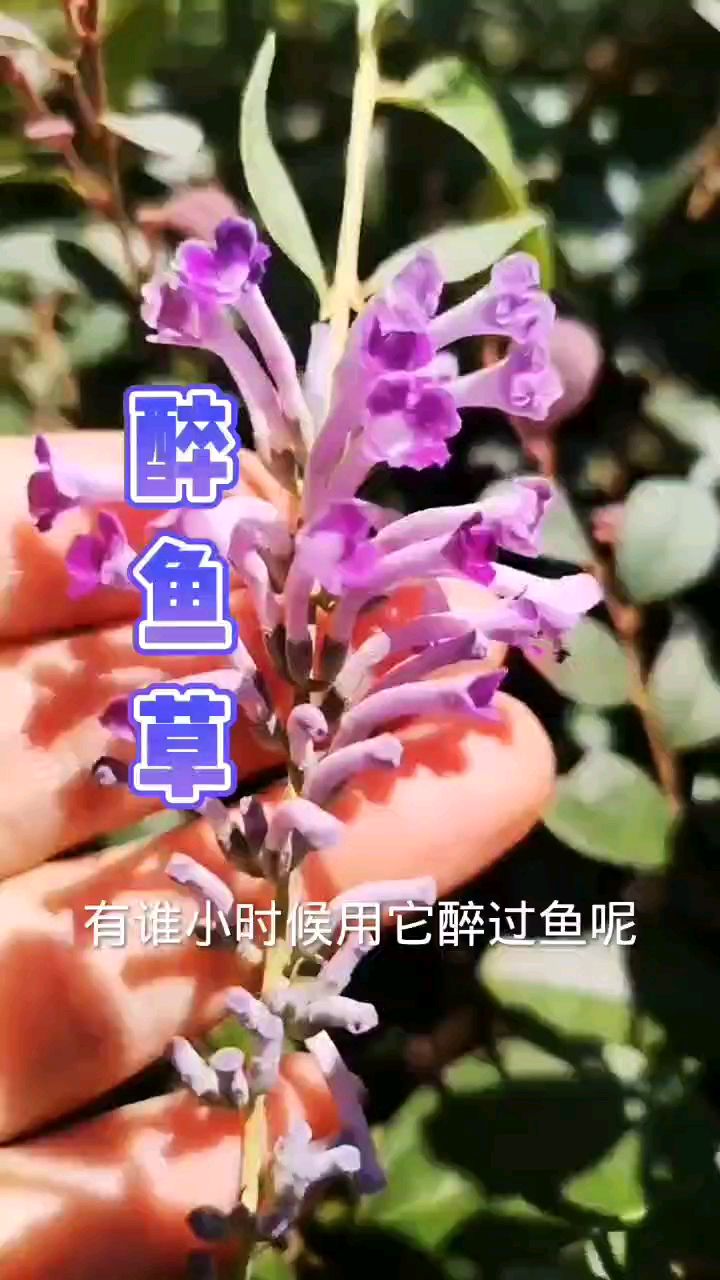 就他们用的醉鱼草这个量,鱼不是醉了,是呛着了