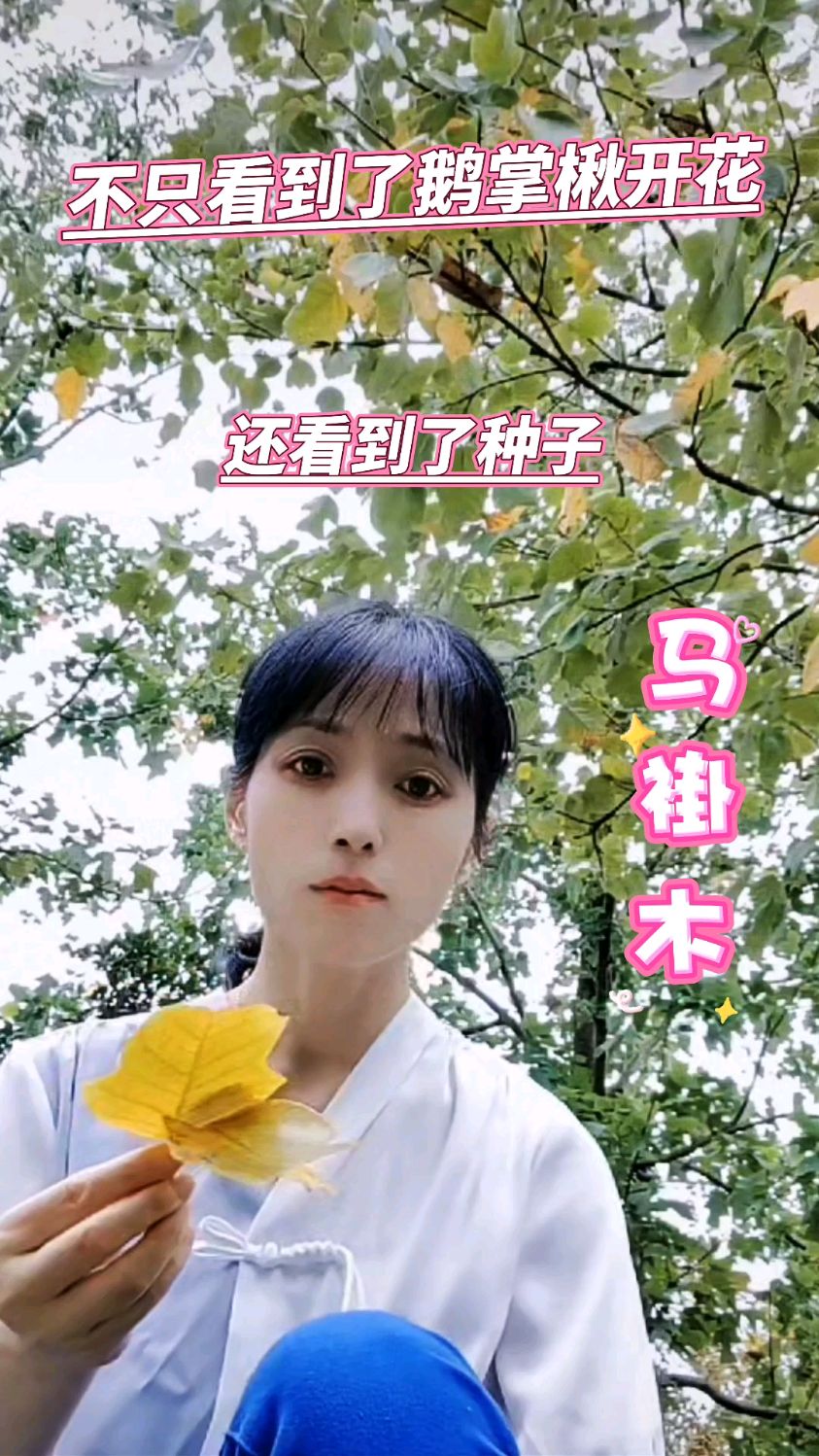 鹅掌楸的花期应该很长,这树上,不止有花朵,还有成熟的种子