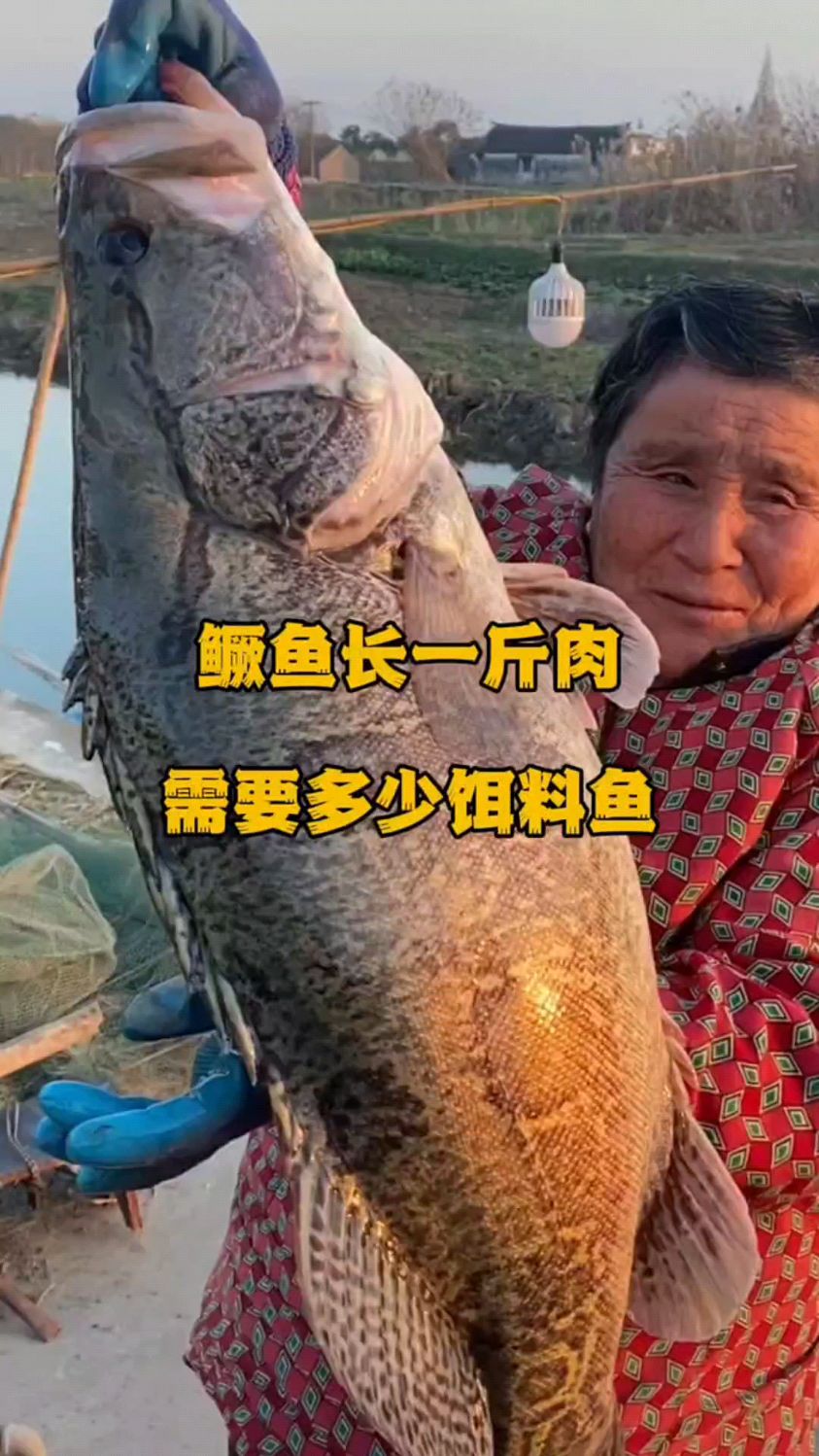 鳜鱼长一斤需要多少饵料鱼
