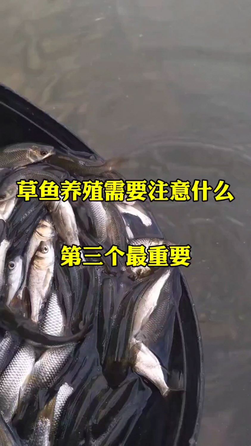 草鱼养殖要注意这三点