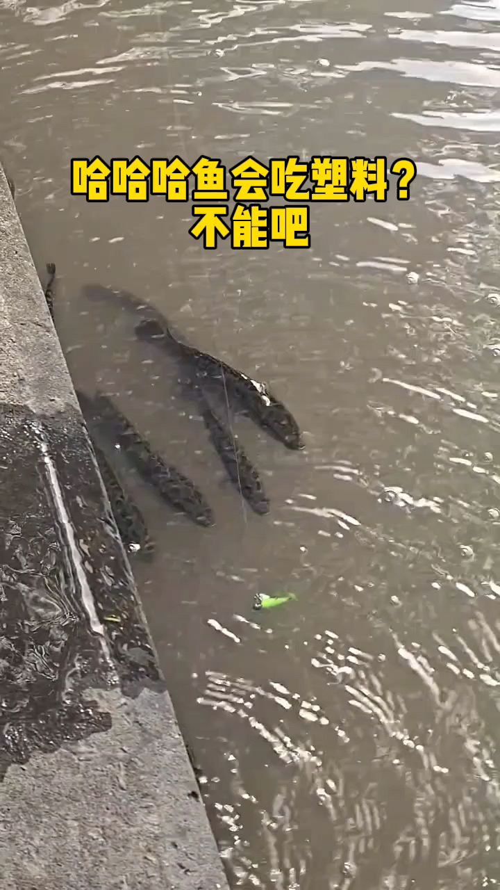 鱼会吃塑料,开玩笑吧