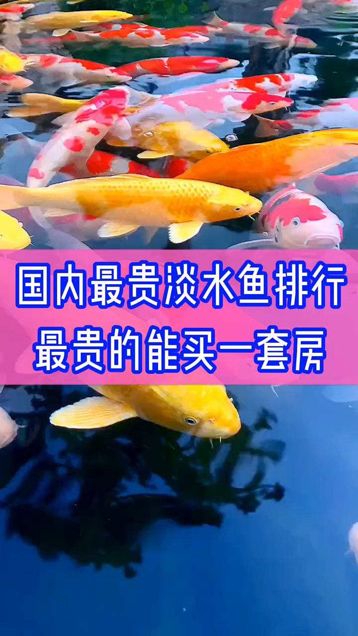 国内最高淡水鱼排行