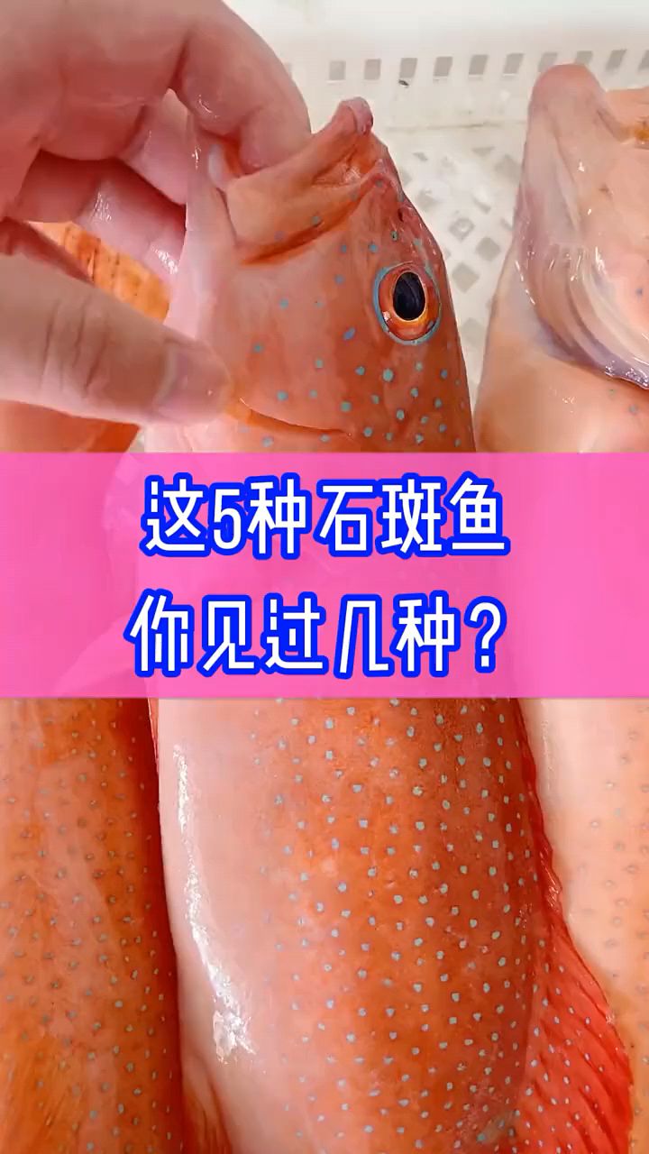 你见过几种石斑鱼