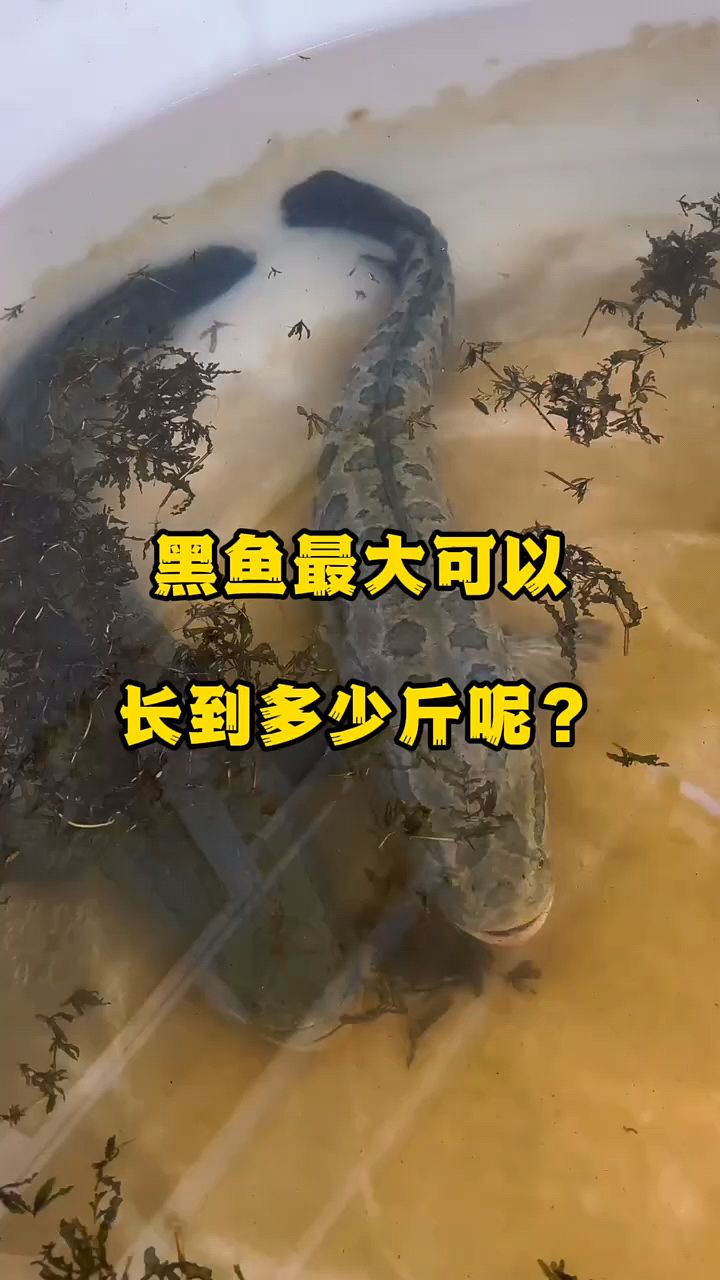 黑鱼能长多大,100斤?