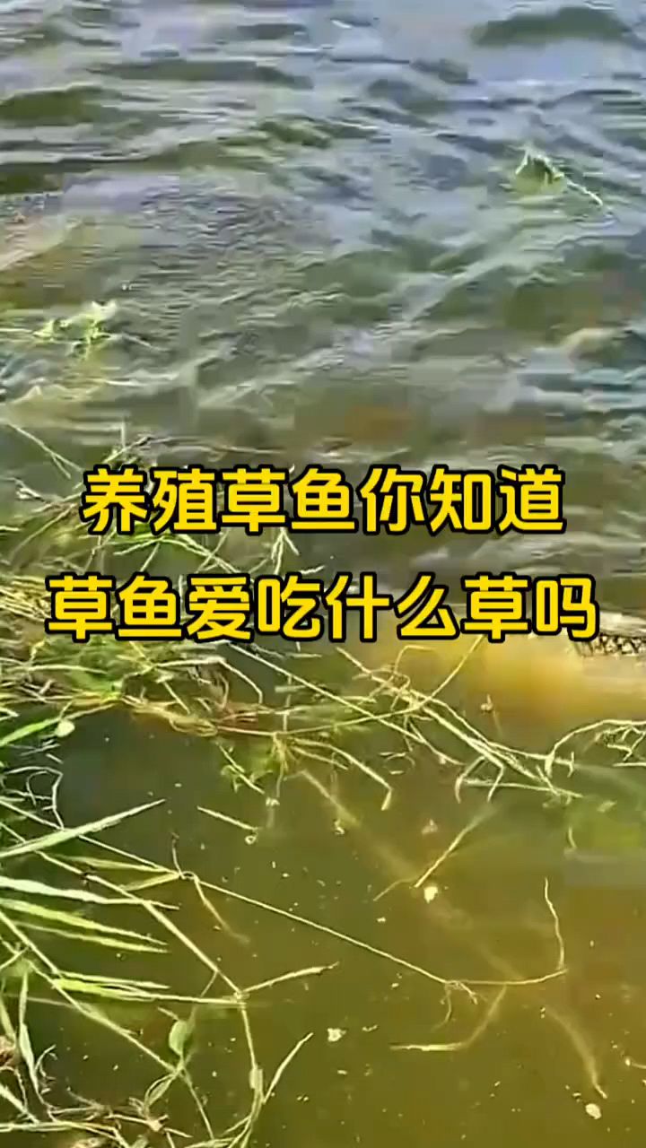 草鱼爱吃草你知道