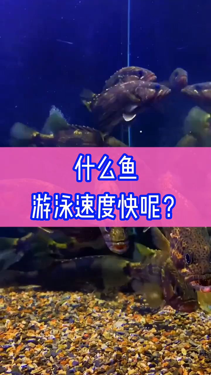 什么鱼游泳速度最快?