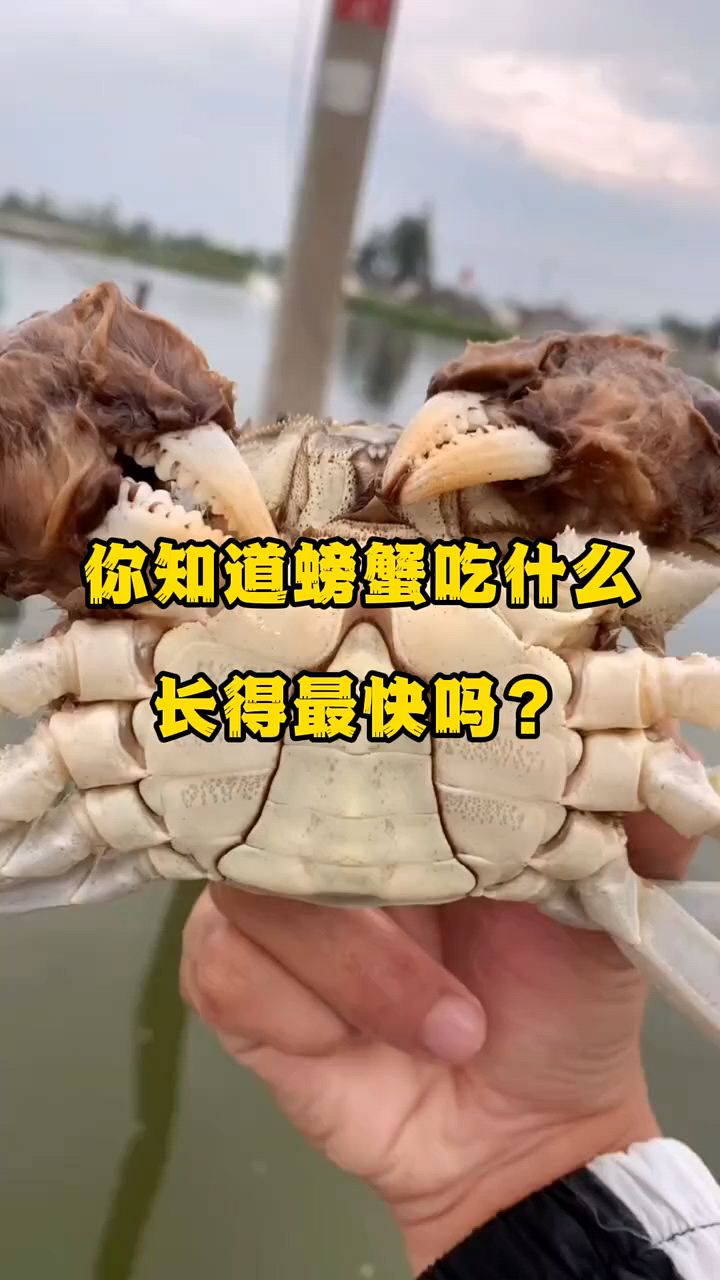 螃蟹吃什么长得最快啊