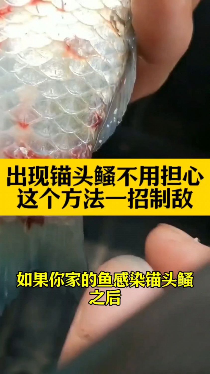 家里鱼塘有寄生虫怎么办
