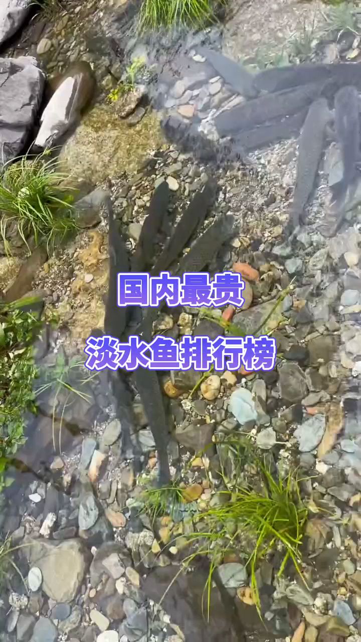 你知道什么鱼最贵吗?
