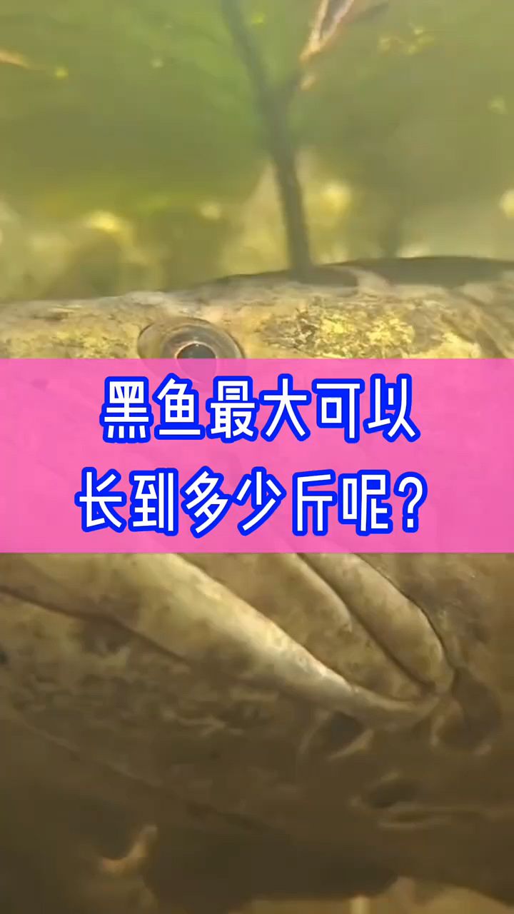 黑鱼最多能长多大