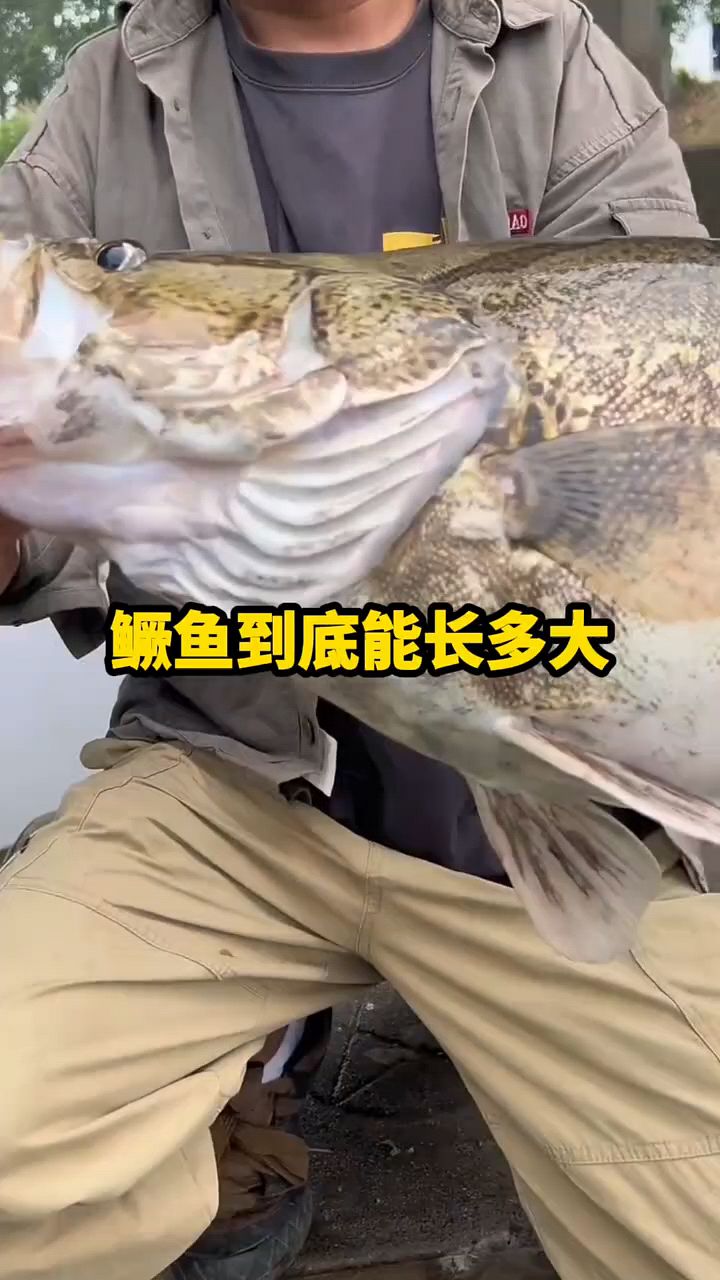 鳜鱼能长多大啊你知道吗