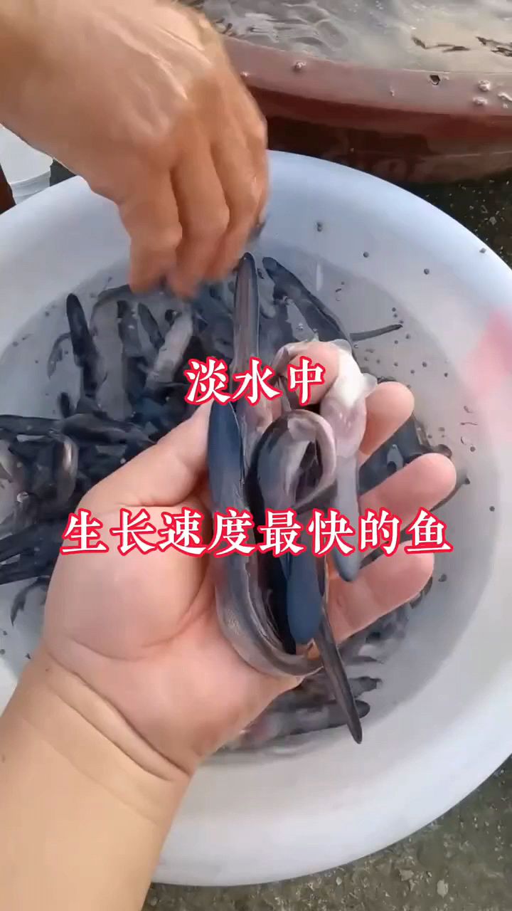 淡水生长最快的鱼