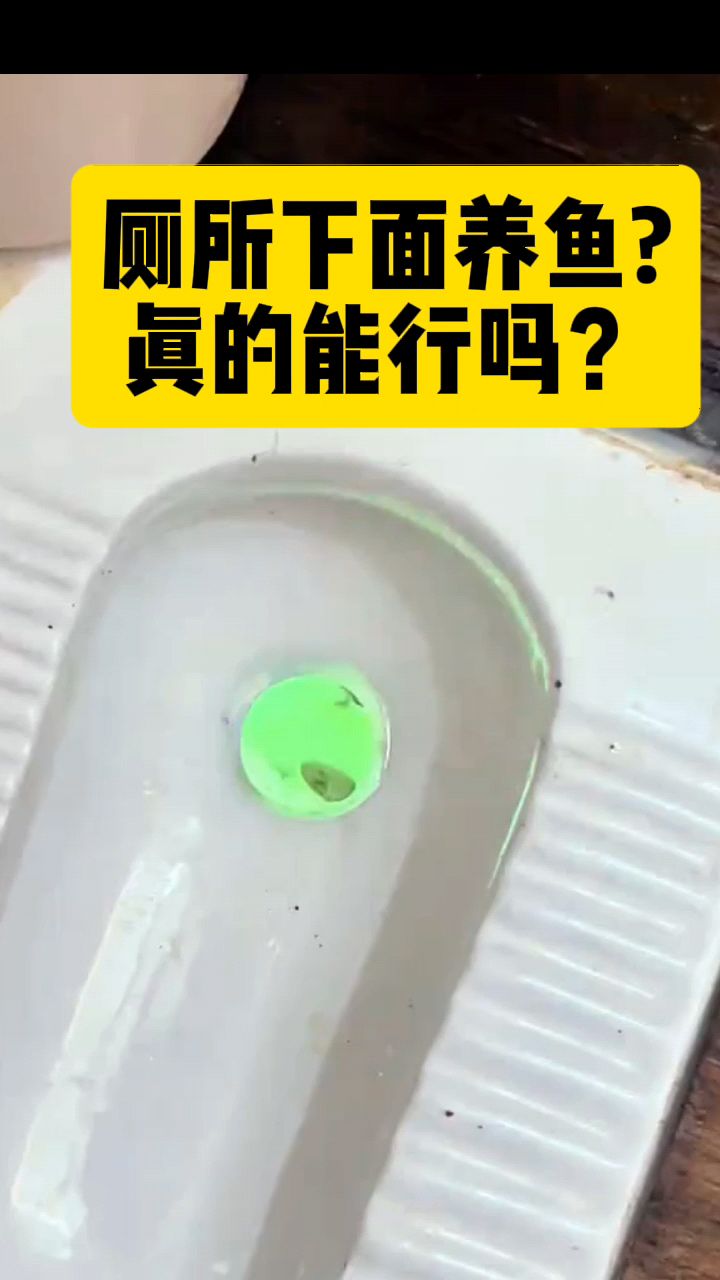 厕所下面养鱼真的能行吗?