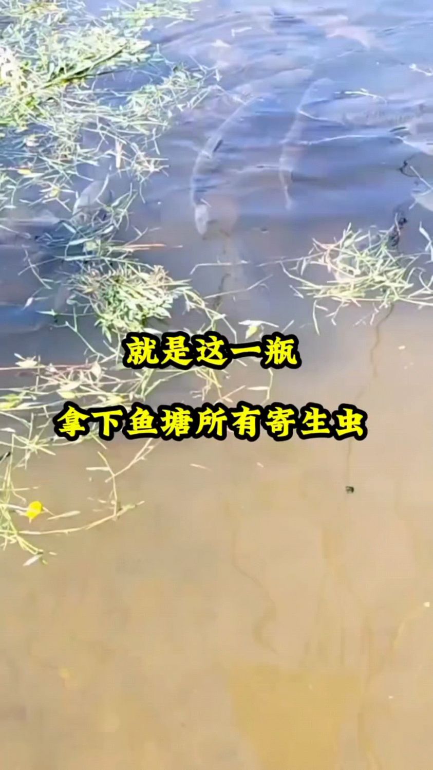 就是这个东西拿一下鱼塘所有寄生虫。