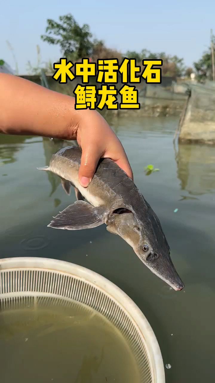 这个就是水中活化石,有人养殖吗?