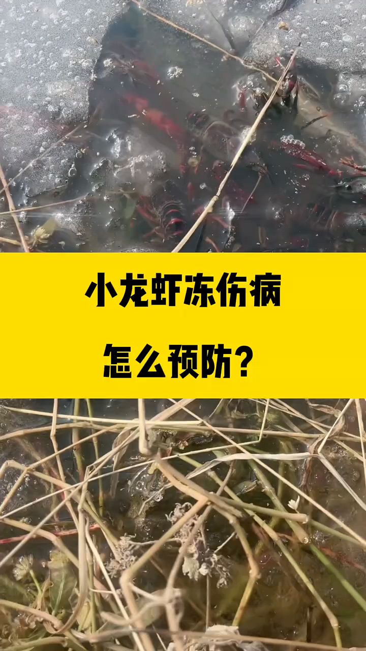 小龙虾冻上怎么预防