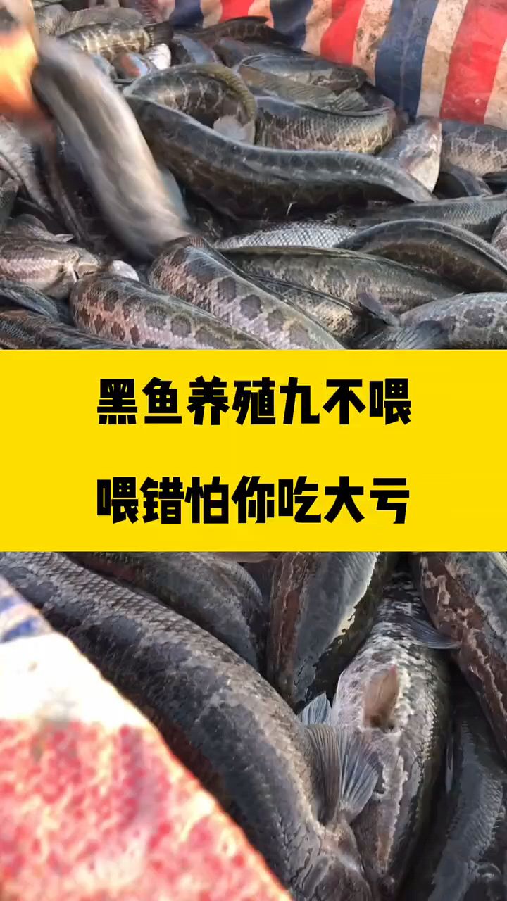 黑鱼养殖九不喂,喂错了吃大亏