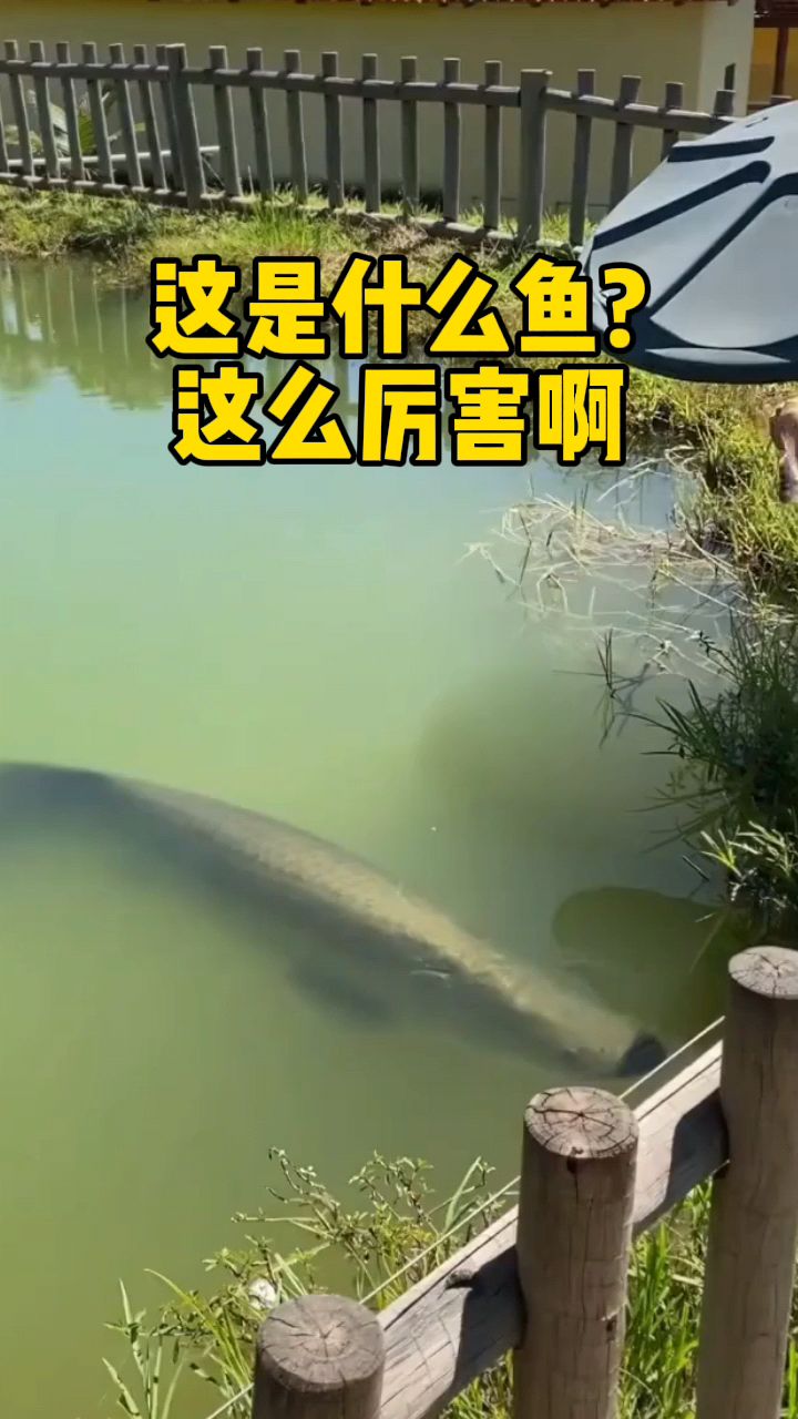 这是什么鱼啊,这么厉害