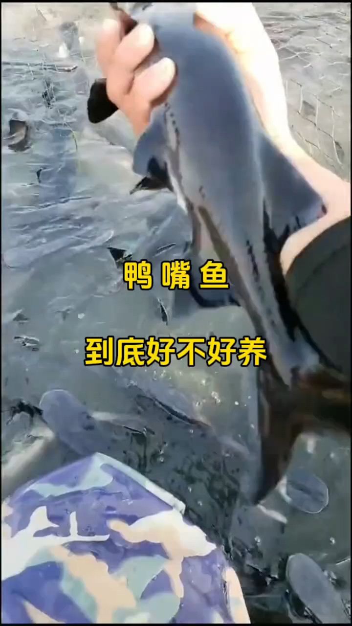 鸭嘴鱼到底好不好养