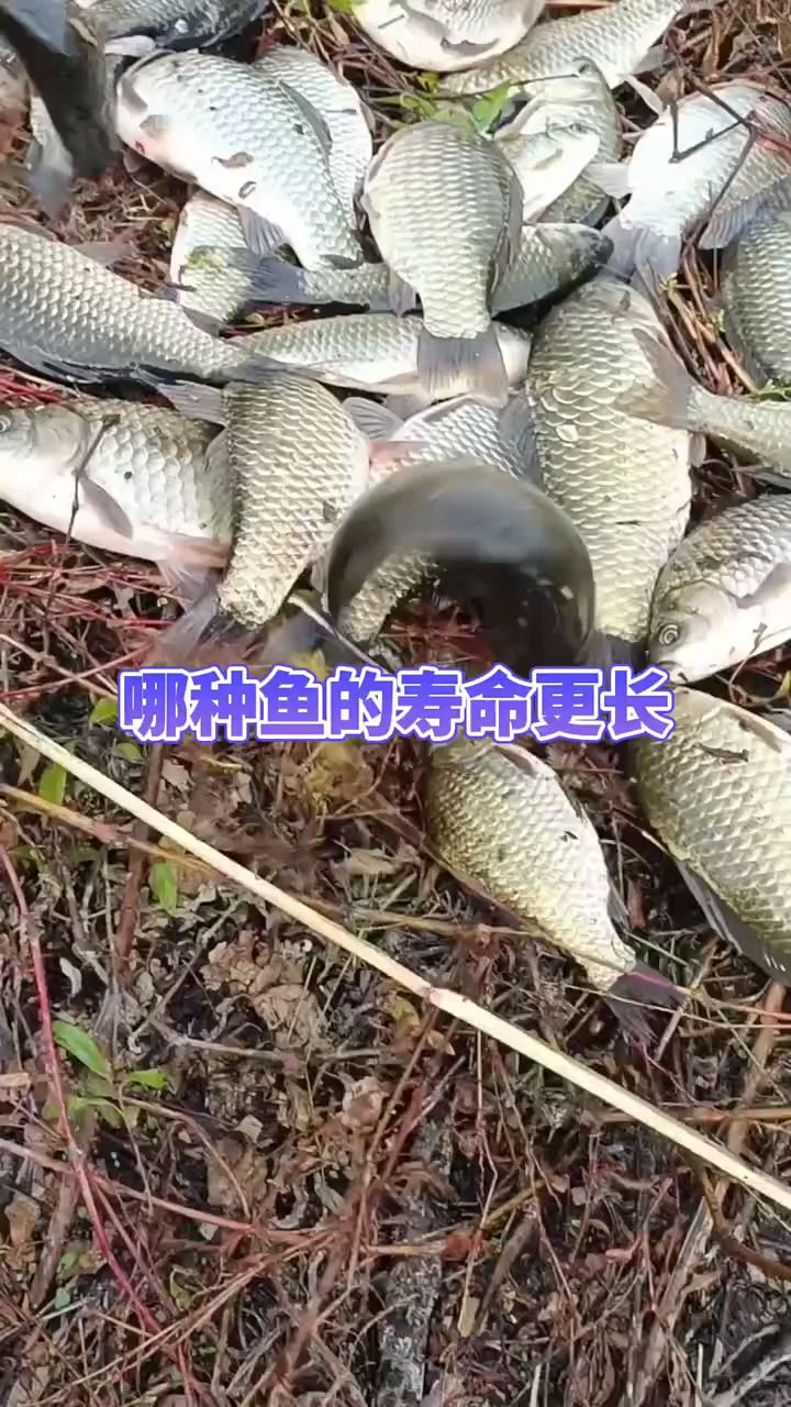 鱼能活多少年啊你知道吗