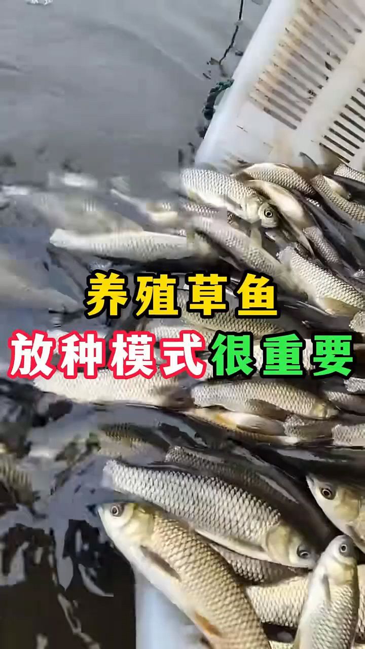 养殖草鱼放养模式很重要
