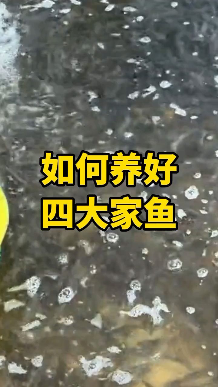 如何养好四大家鱼