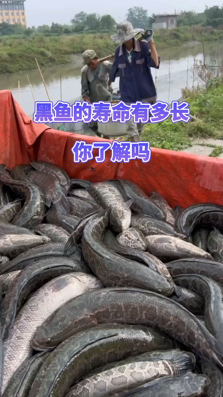 你知道黑鱼能活多久吗?