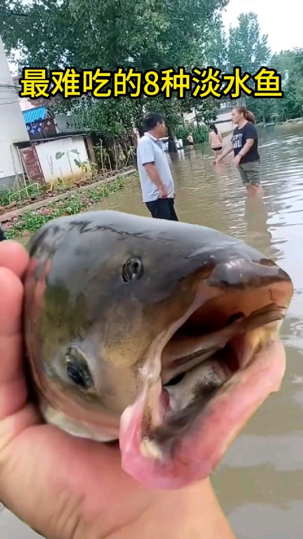 最难吃的八种淡水鱼